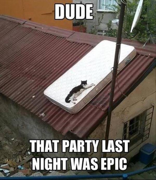 They Are 100% Drunk!