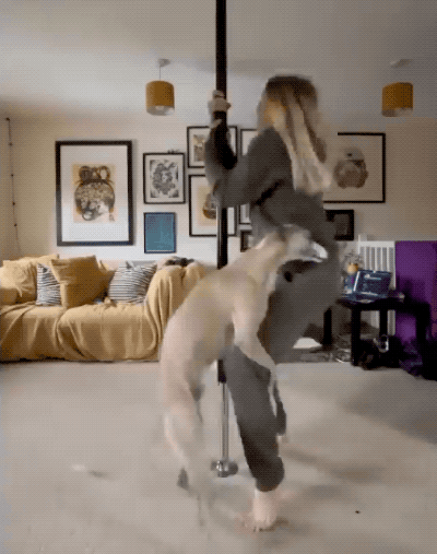pole queens not found 16 gifs 7.html - 1 HD GIF | Premium Gallery 2022