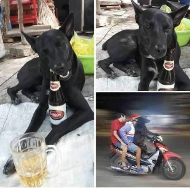 theyll never stop drinking 44 pics 16 gifs 28.html - 44 HD GIF | Premium Gallery 2023