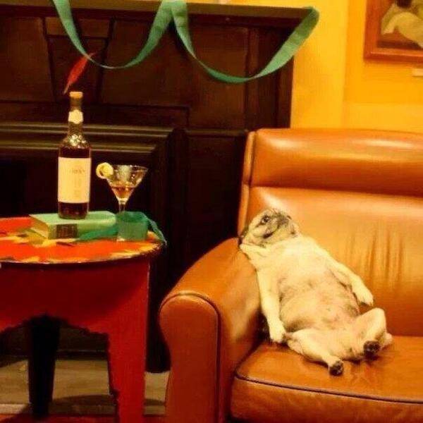 theyll never stop drinking 39 pics 2 gifs 5.html - 39 HD GIF | Premium Gallery 2023