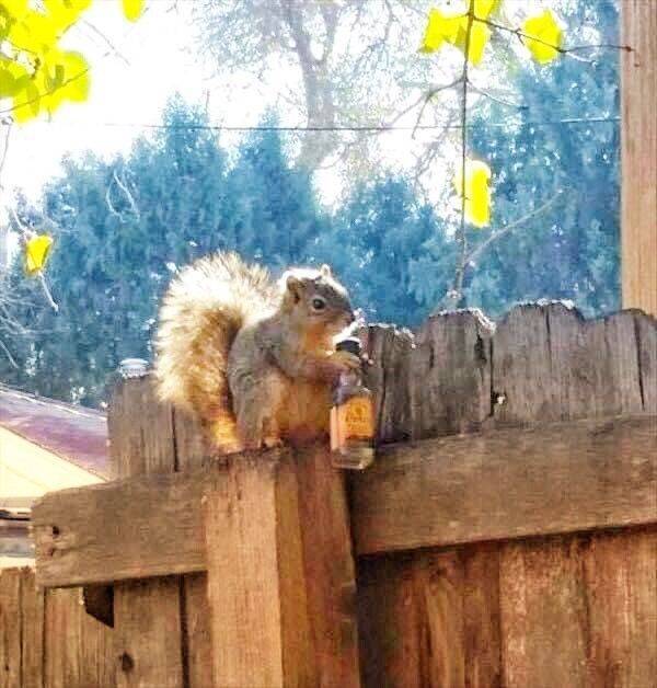 They’ll Never Stop Drinking…