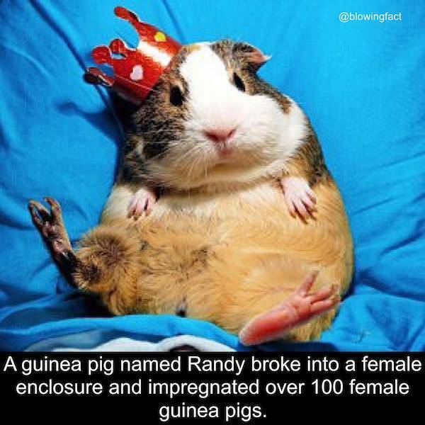 The Ultimate Collection Of Memes For Real Men