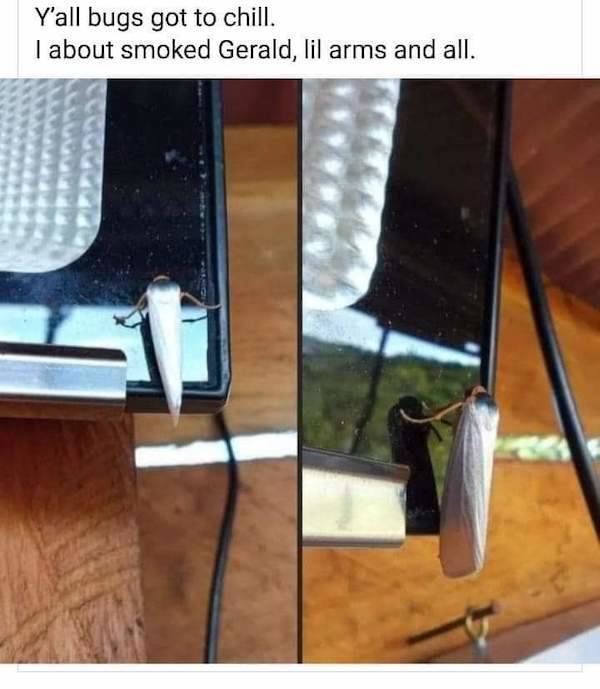 these stoner memes are already high 58 pics 2.html - 58 HD Photos | Premium Gallery 2023