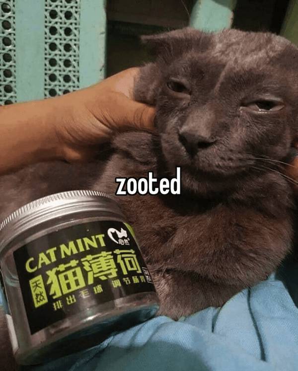 These Stoner Memes Are Already High…