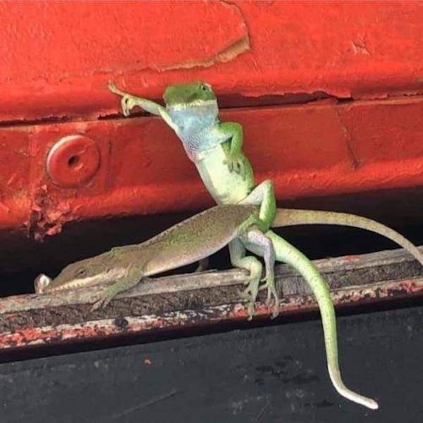 dirty minds only 65 pics 3 gifs 9.html - 65 HD GIF | Premium Gallery 2023