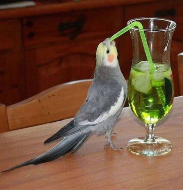cheers to everyone 42 pics 5 gifs 24.html - 42 HD GIF | Premium Gallery 2024
