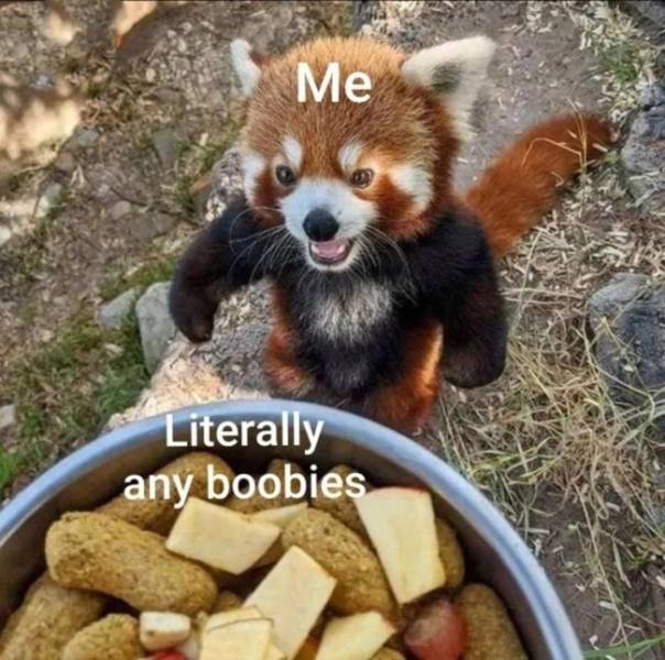 nsfw laughs for grownups 32 pics 14.html - 32 HD Photos | Premium Gallery 2024