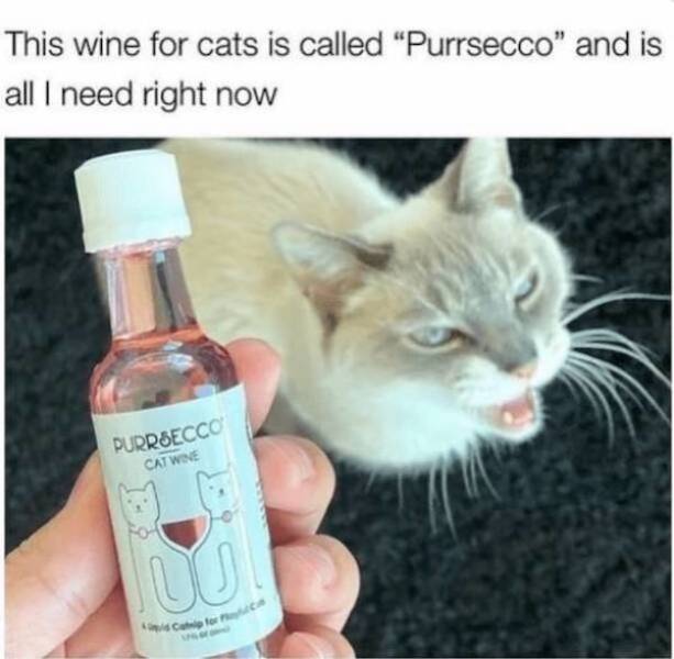 drinking never ends 40 pics 19.html - 40 HD Photos | Premium Gallery 2025