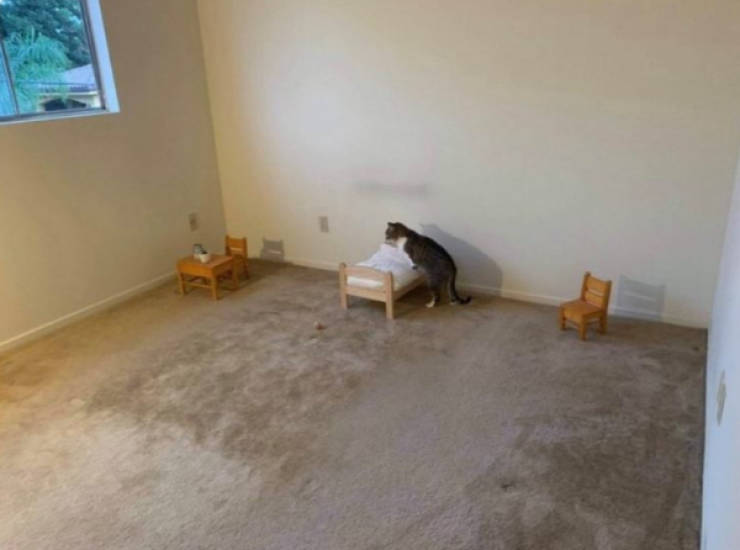 wtf did i just see 52 pics 4.html - 52 HD Photos | Premium Gallery 2026