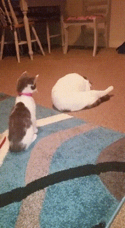 daily gifdump 46 gifs 6.html - 1 HD GIF | Premium Gallery 2026