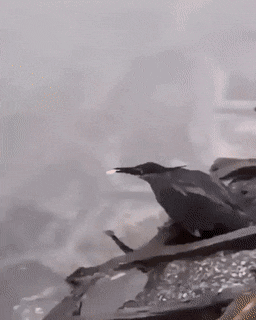 daily gifdump 46 gifs 6.html - 1 HD GIF | Premium Gallery 2026