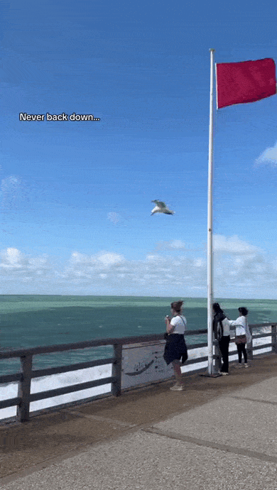 daily gifdump 46 gifs 6.html - 1 HD GIF | Premium Gallery 2026