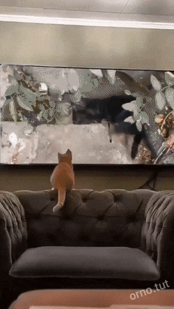 daily gifdump 46 gifs 6.html - 1 HD GIF | Premium Gallery 2026