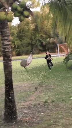 daily gifdump 46 gifs 6.html - 1 HD GIF | Premium Gallery 2026