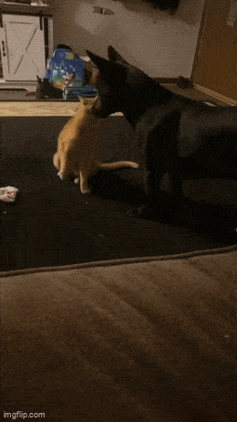 daily gifdump 46 gifs 6.html - 1 HD GIF | Premium Gallery 2026