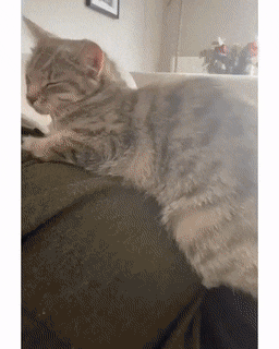 daily gifdump 46 gifs 6.html - 1 HD GIF | Premium Gallery 2026