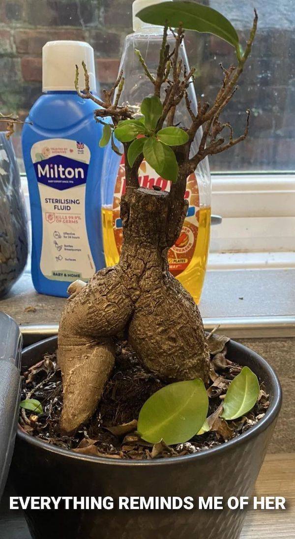 Here’s Your Meme Therapy