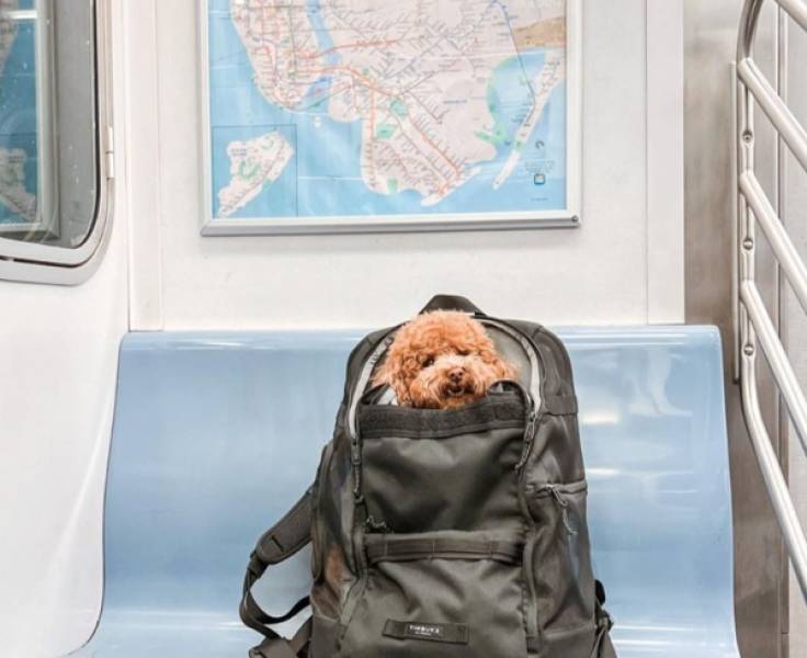 public transit is a different universe 41 pics 12.html - 41 HD Photos | Premium Gallery 2026