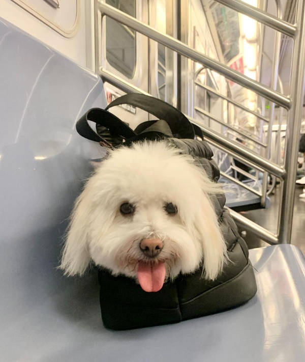 public transit is a different universe 41 pics 12.html - 41 HD Photos | Premium Gallery 2026