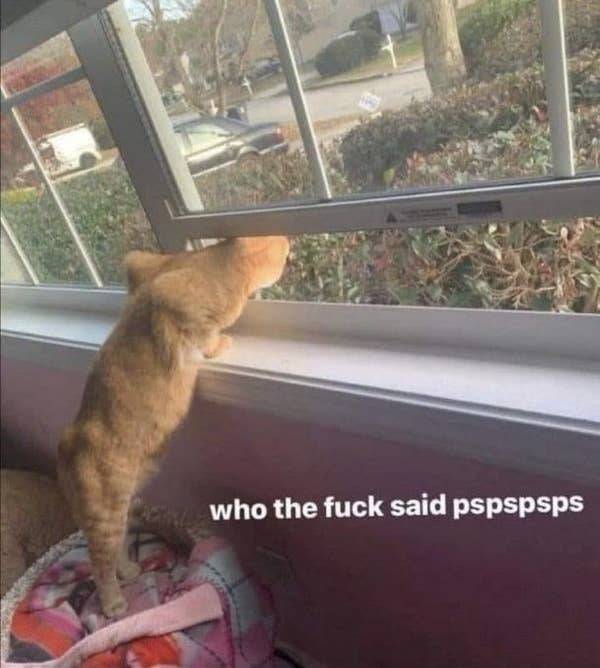 the funniest dumb pics on the internet 33 pics 10.html - 33 HD Photos | Premium Gallery 2026