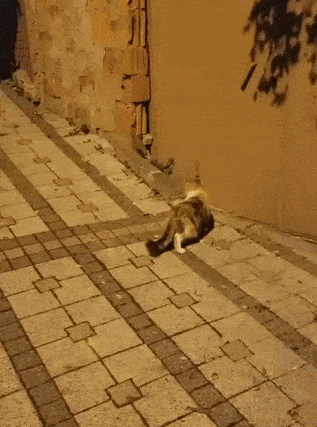 daily gifdump 45 gifs 1.html - 1 HD GIF | Premium Gallery 2026