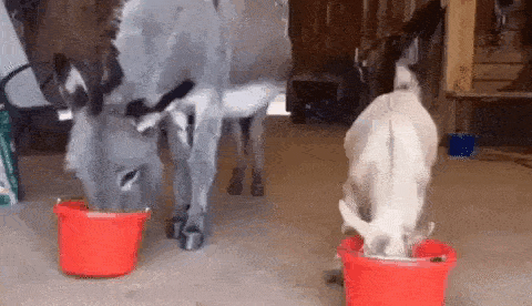 daily gifdump 45 gifs 1.html - 1 HD GIF | Premium Gallery 2026