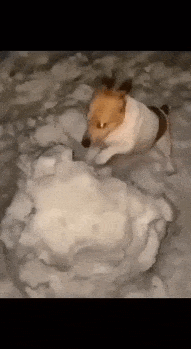 daily gifdump 45 gifs 1.html - 1 HD GIF | Premium Gallery 2026