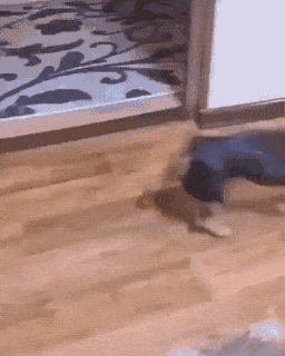 daily gifdump 45 gifs 1.html - 1 HD GIF | Premium Gallery 2026