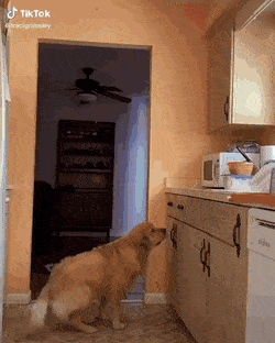 daily gifdump 43 gifs 3.html - 1 HD GIF | Premium Gallery 2026