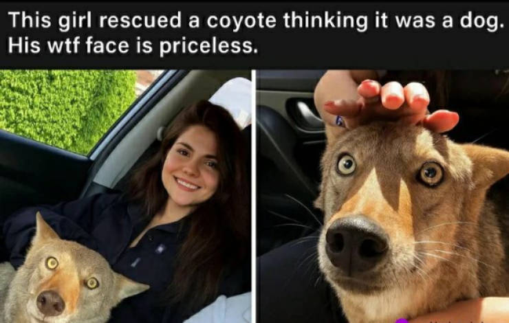 certified dank memes you need right now 38 pics 2.html - 38 HD Photos | Premium Gallery 2026