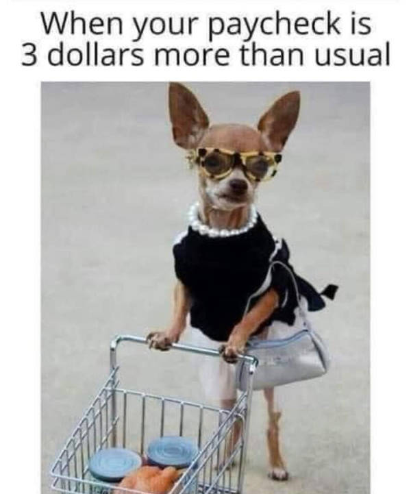 certified dank memes you need right now 38 pics 2.html - 38 HD Photos | Premium Gallery 2026