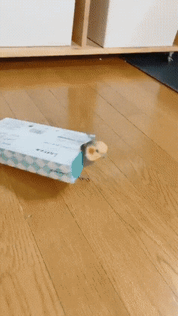 daily gifdump 41 gifs 6.html - 1 HD GIF | Premium Gallery 2026