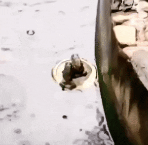 daily gifdump 41 gifs 6.html - 1 HD GIF | Premium Gallery 2026