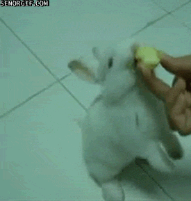 daily gifdump 41 gifs 6.html - 1 HD GIF | Premium Gallery 2026