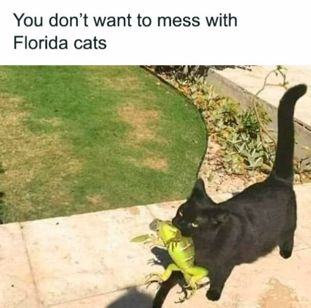 Cats Being Their Adorable Selves