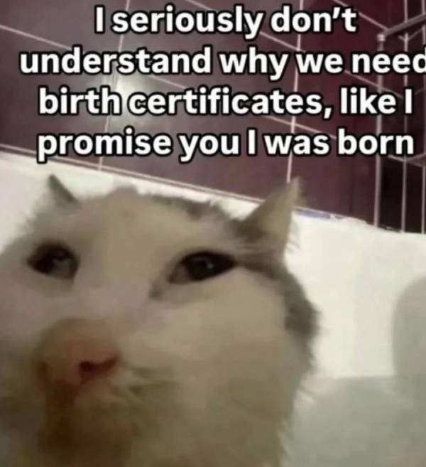 Cats Being Their Adorable Selves