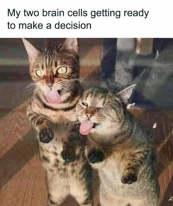 Cats Being Their Adorable Selves