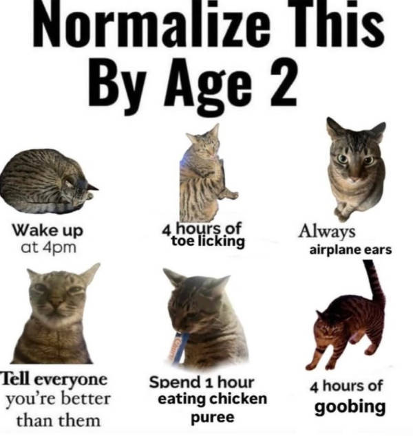 cats being their adorable selves 32 pics 1.html - 32 HD Photos | Premium Gallery 2026