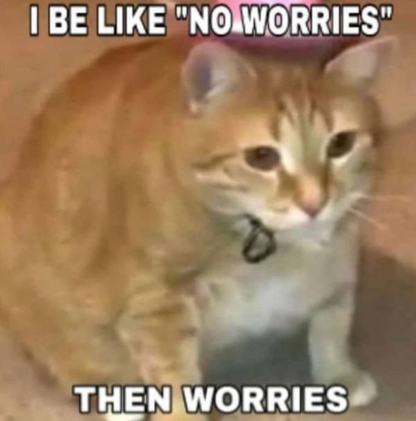 cats being their adorable selves 32 pics 1.html - 32 HD Photos | Premium Gallery 2026