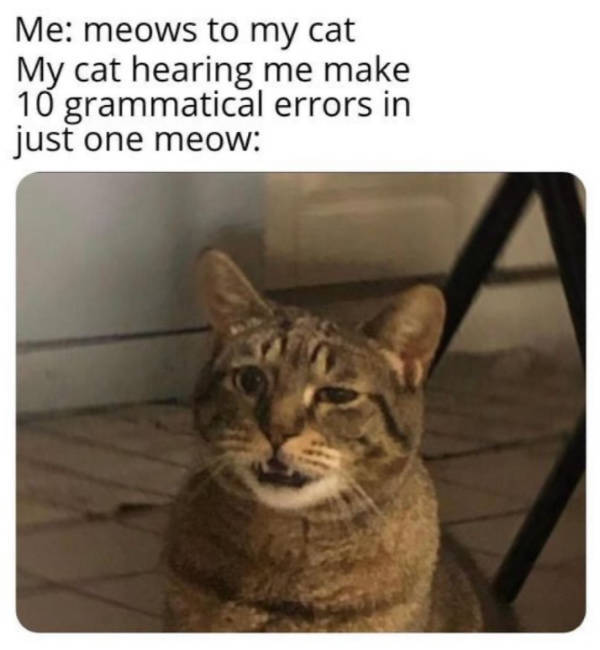 cats being their adorable selves 32 pics 1.html - 32 HD Photos | Premium Gallery 2026