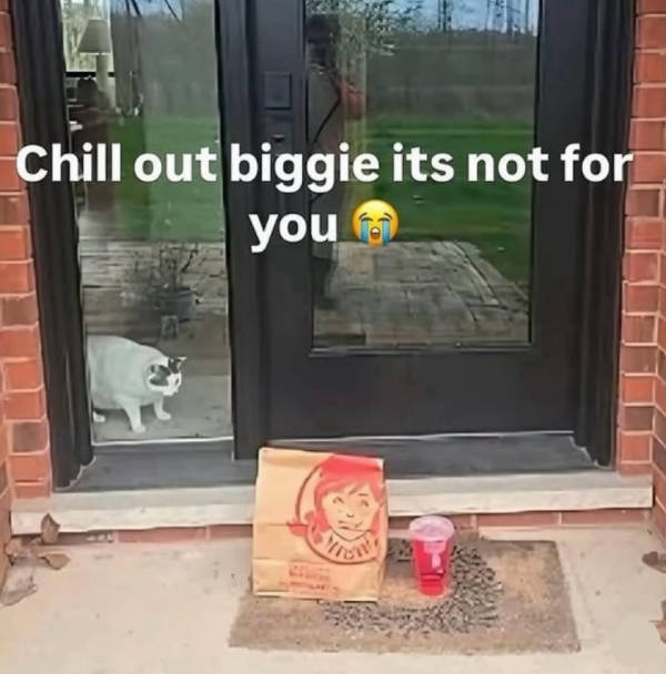 cats being their adorable selves 32 pics 1.html - 32 HD Photos | Premium Gallery 2026