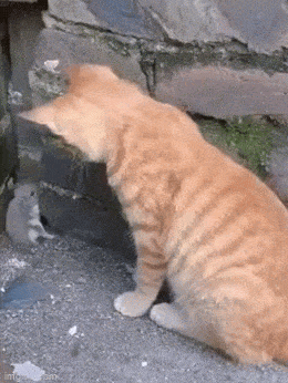 daily gifdump 47 gifs 6.html - 1 HD GIF | Premium Gallery 2026