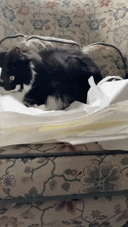 daily gifdump 47 gifs 6.html - 1 HD GIF | Premium Gallery 2026