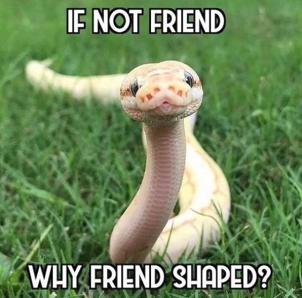 Extra Cheesy Memes to Brighten Your Day