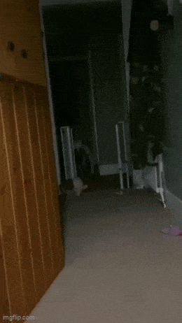 daily gifdump 50 gifs 10.html - 1 HD GIF | Premium Gallery 2026