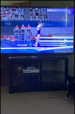 daily gifdump 50 gifs 10.html - 1 HD GIF | Premium Gallery 2026