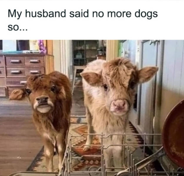 wholesome pictures that feel like a warm hug 30 pics 7.html - 30 HD Photos | Premium Gallery 2026