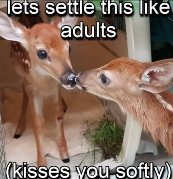 Wholesome Pictures That Feel Like a Warm Hug