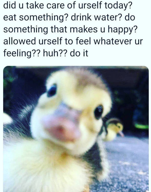 Wholesome Pictures That Feel Like a Warm Hug