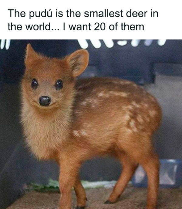 wholesome pictures that feel like a warm hug 30 pics 7.html - 30 HD Photos | Premium Gallery 2026